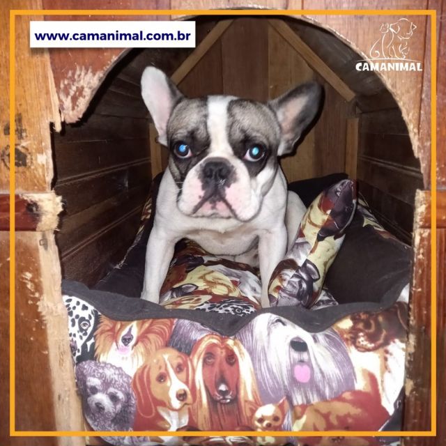 Mais pets satisfeitos e apaixonados pelas nossas caminhas 😍

Acesse nosso site www.camanimal.com.br , adquira um de nossos produtos e conheça de perto a qualidade e conforto que proporcionamos para o seu pet!

#camanimal #produtospet #cãesegatos