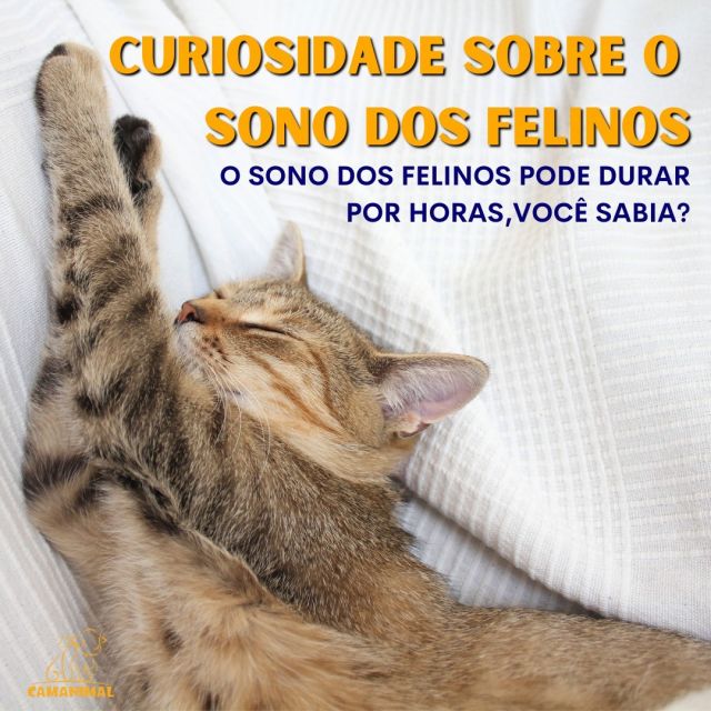 Você sabia que a rotina de sono dos gatos pode variar de 12 e 16 horas por dia!
Instintivamente, eles são animais caçadores e noturnos. Ou seja: Durante o dia, eles dormem para poupar o máximo de energia possível, se preparando para uma caçada (mesmo que elas não sejam tão frequentes na vida dos animais criados em casa).

Fonte: Site Patas da Casa

Sabendo dessa curiosidade, é importante que essas horas de sono do seu gato tenha conforto, então acesse nosso site www.camanimal.com.br e adquira as caminhas ou toca iglus para seu gatinho. 

#caesegatos #produtospet #curiosidadepet #maedegato